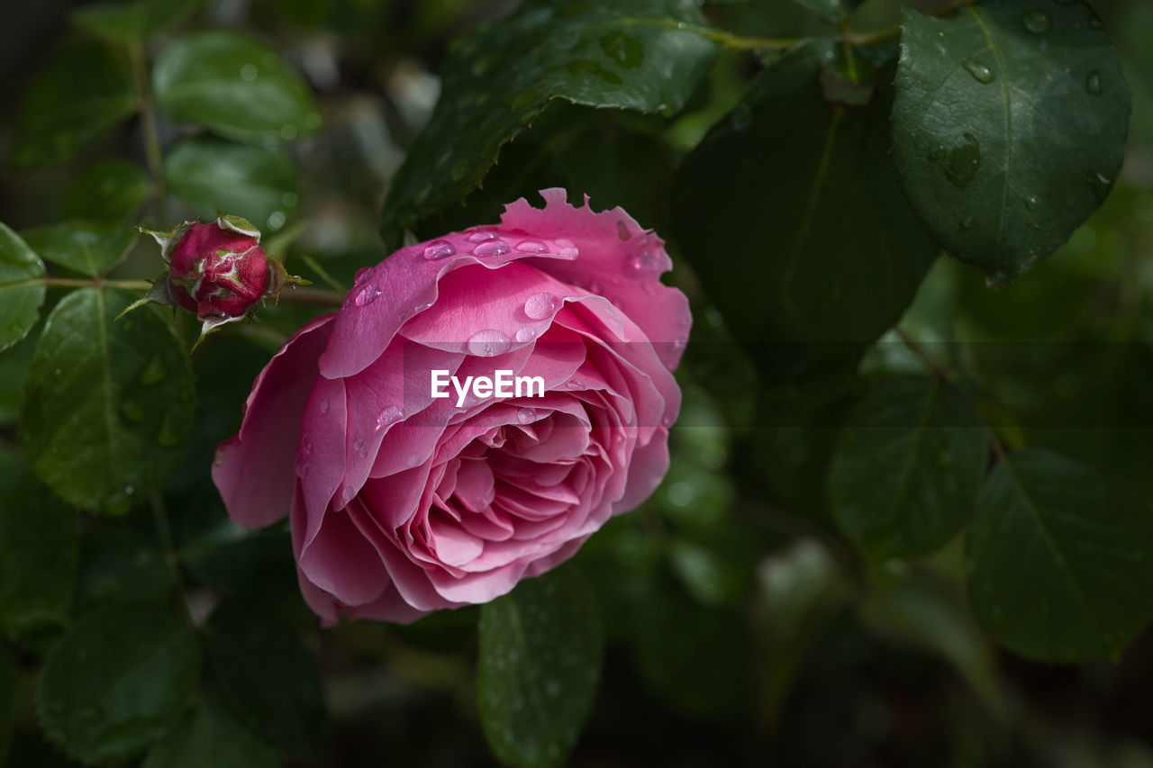 plant, flower, flowering plant, leaf, plant part, freshness, beauty in nature, rose, nature, close-up, petal, garden roses, pink, inflorescence, flower head, growth, wet, fragility, rain, drop, no people, outdoors, water, rose - flower, focus on foreground, green, day