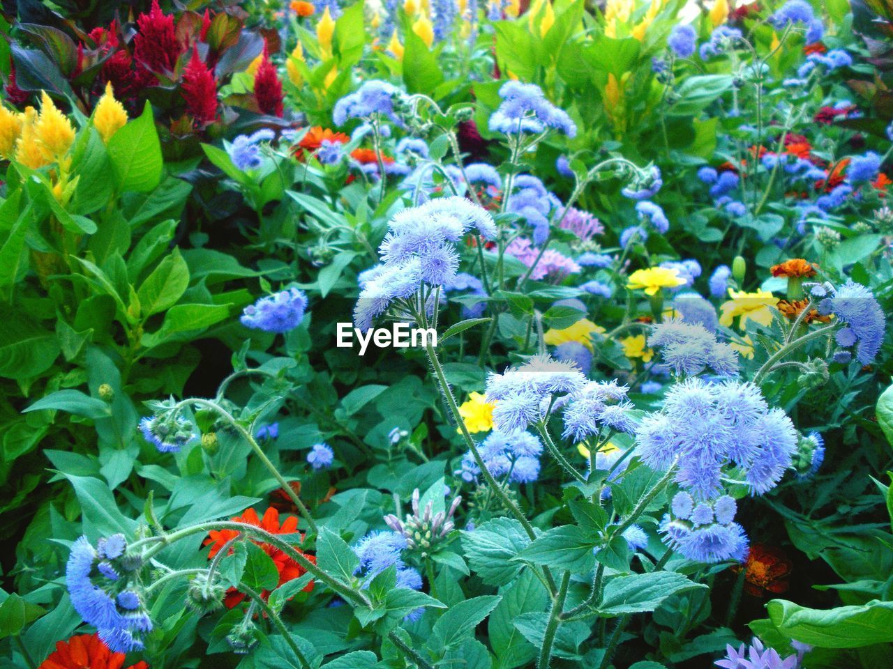 Full frame shot of purple flowers