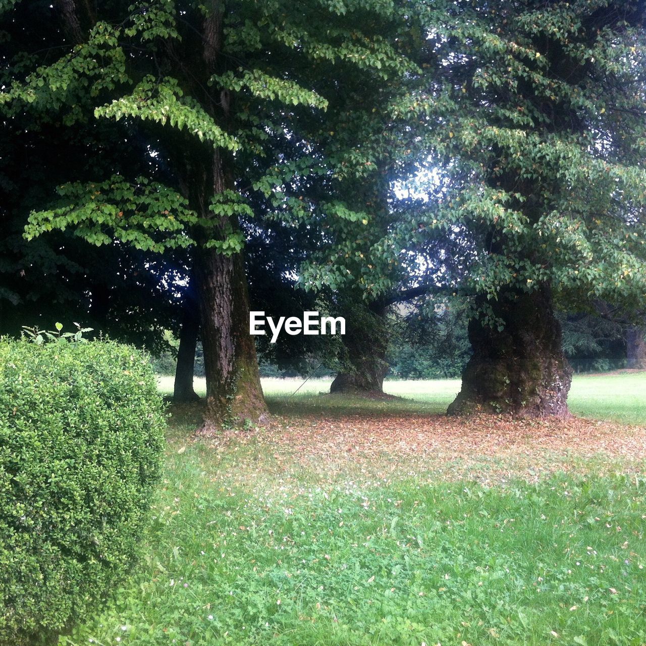 TREES ON GRASSY FIELD