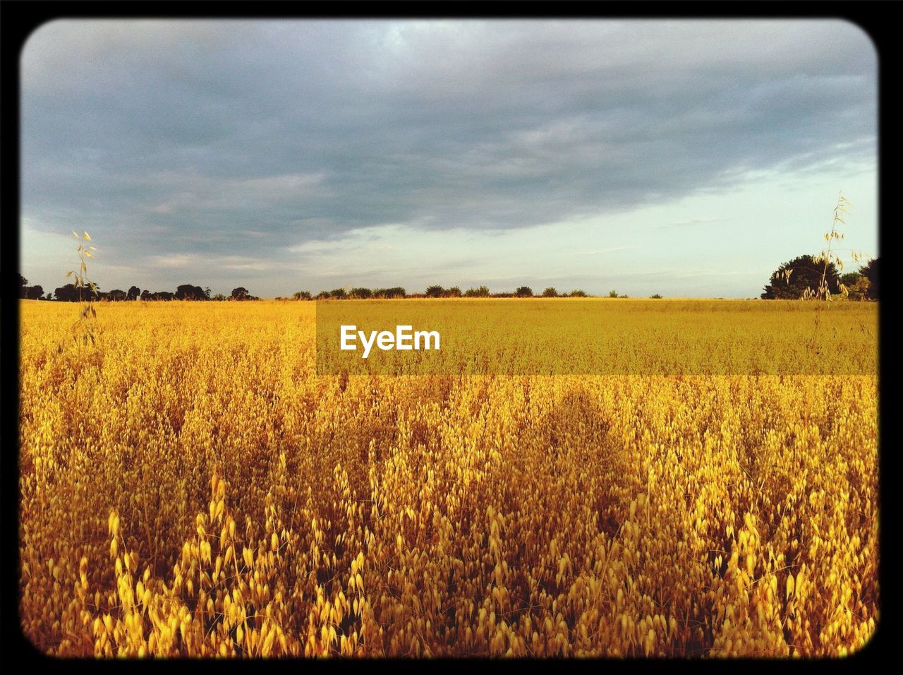 SCENIC VIEW OF RURAL LANDSCAPE