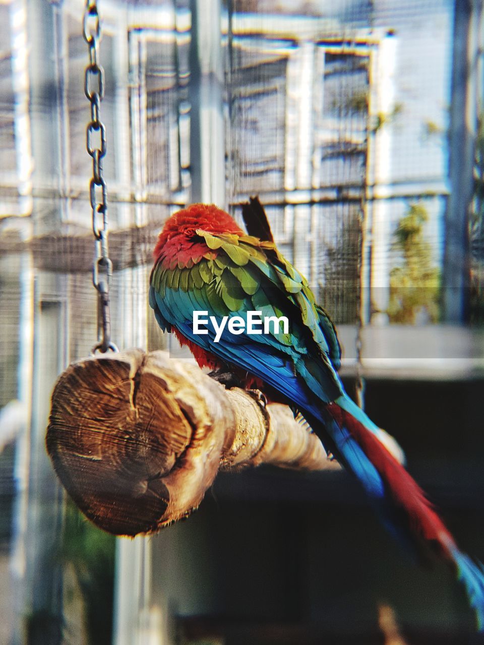 Close-up of parrot perching in cage