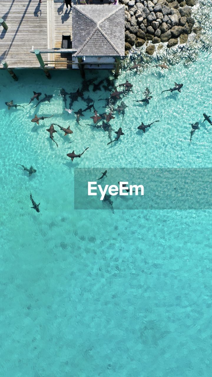 HIGH ANGLE VIEW OF FISHES IN SWIMMING POOL