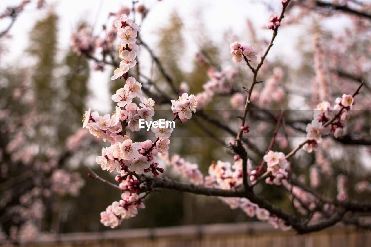 Plum blossom tree in garden