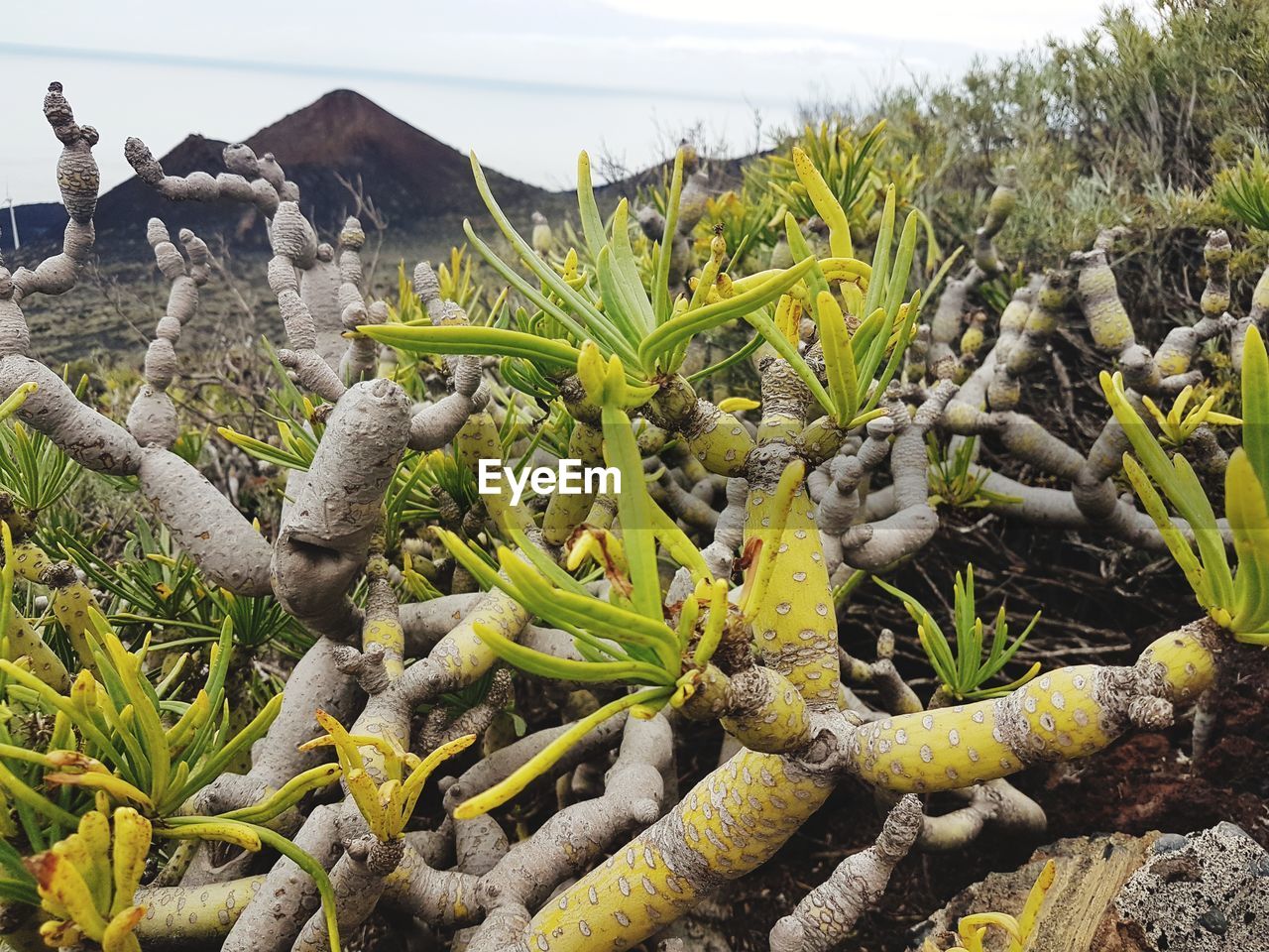 CLOSE-UP OF PLANTS GROWING ON FIELD