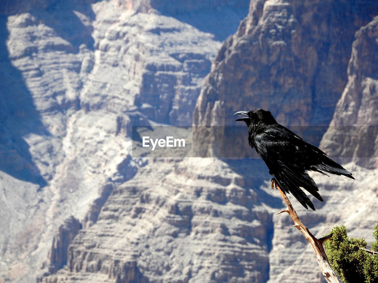 VIEW OF BIRD PERCHING ON MOUNTAIN