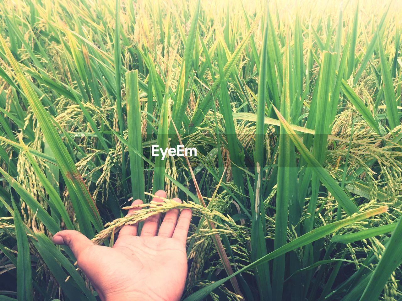 Cropped hand touching rice plant