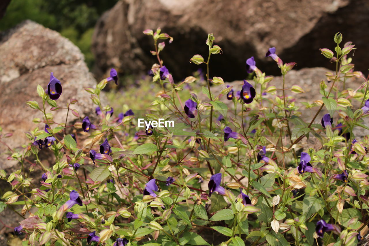 CLOSE-UP OF PURPLE FLOWERING PLANT