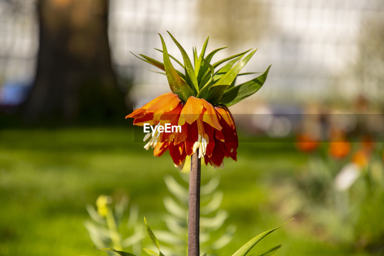 CLOSE-UP OF FLOWERING PLANT