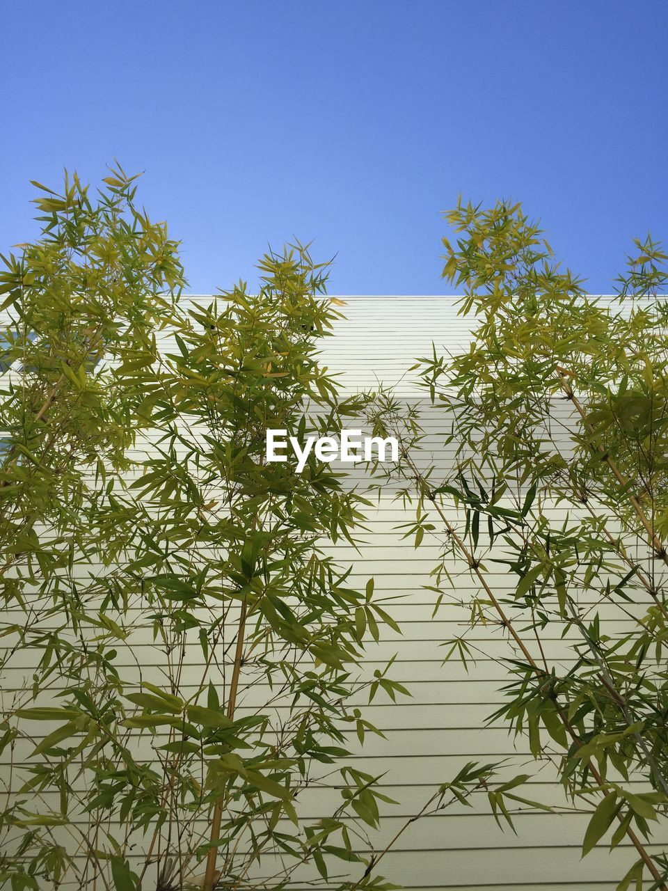 LOW ANGLE VIEW OF TREES AGAINST SKY