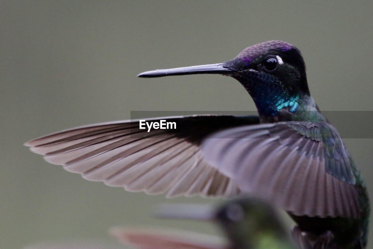 CLOSE-UP OF BIRD FLYING AGAINST SKY