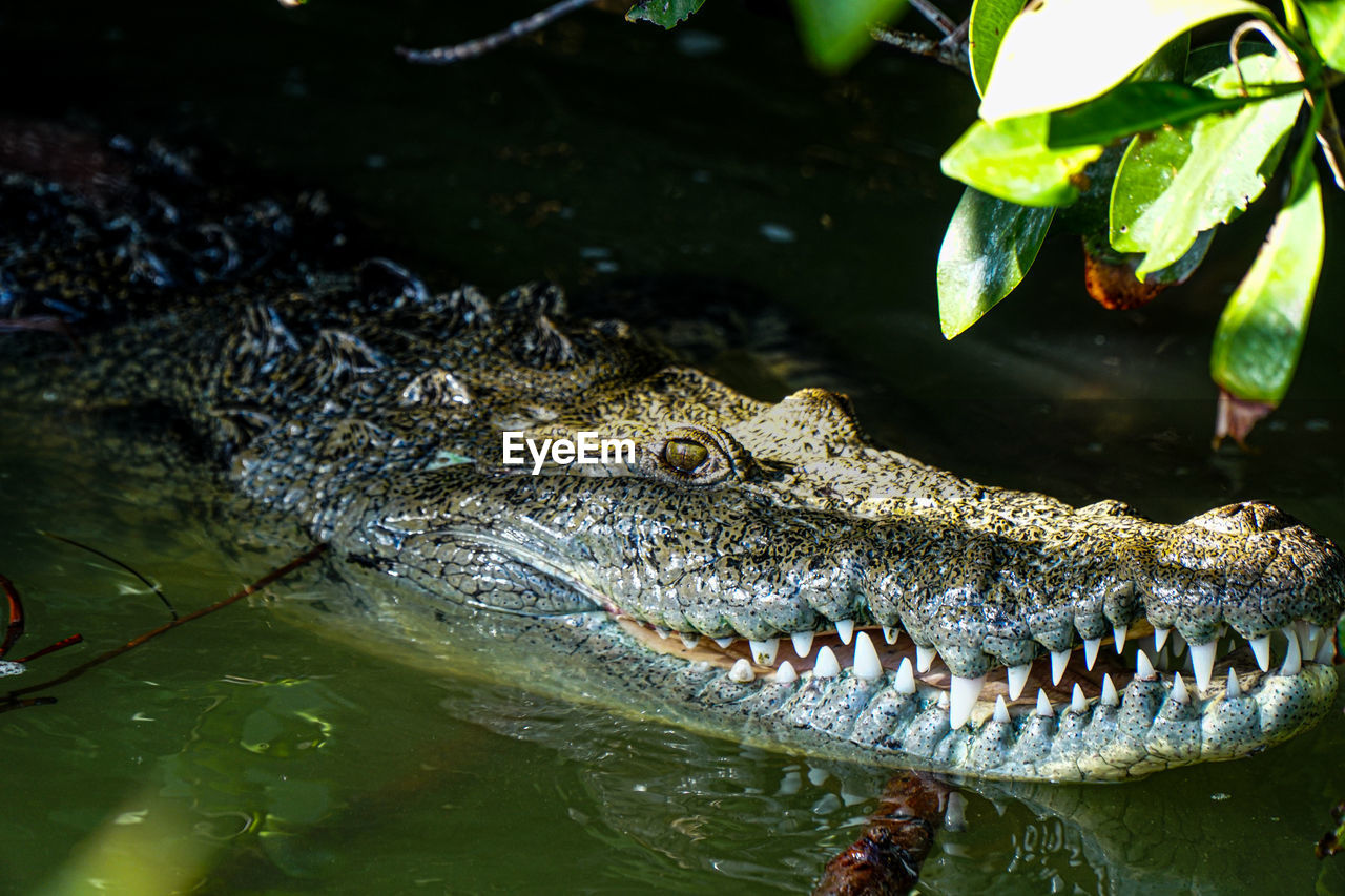 close-up of crocodile in water