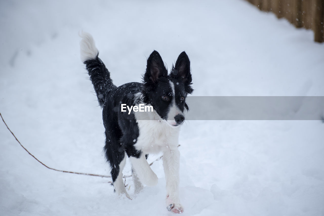 DOG IN SNOW COVERED FIELD