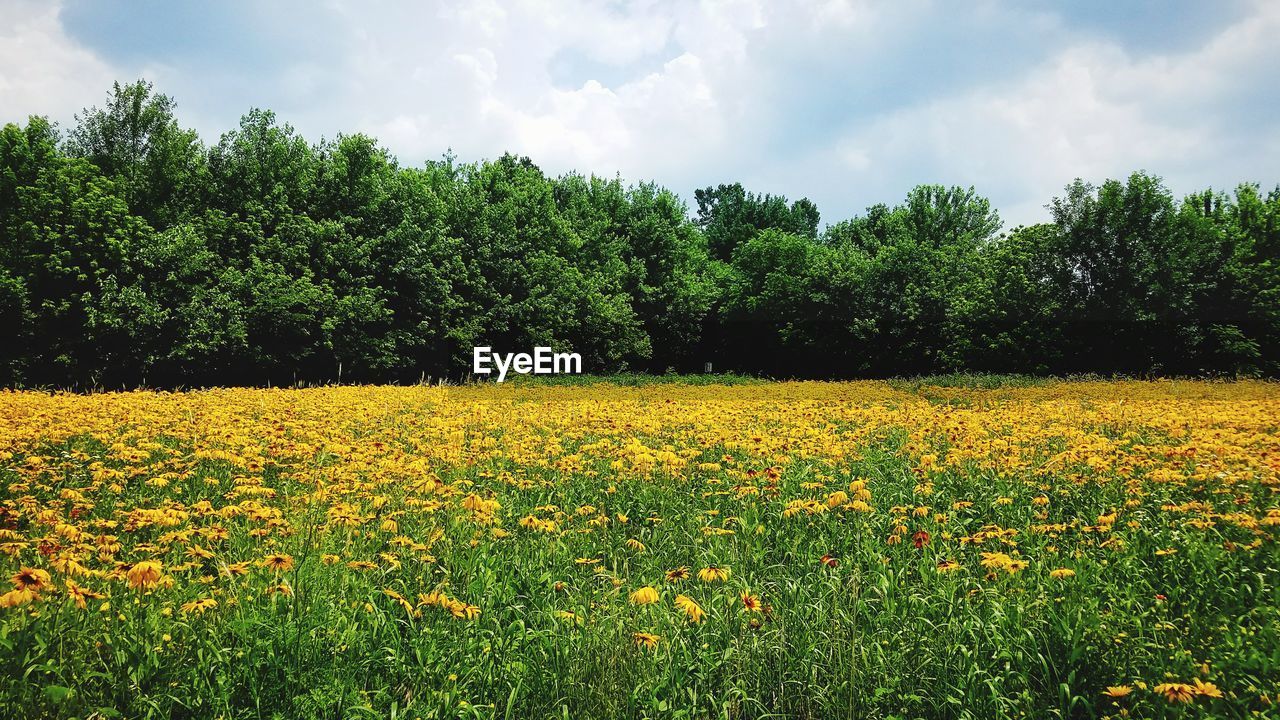 YELLOW FLOWERING PLANTS ON FIELD AGAINST SKY