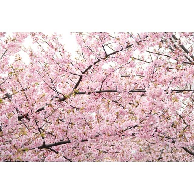 LOW ANGLE VIEW OF PINK FLOWERS BLOOMING ON TREE