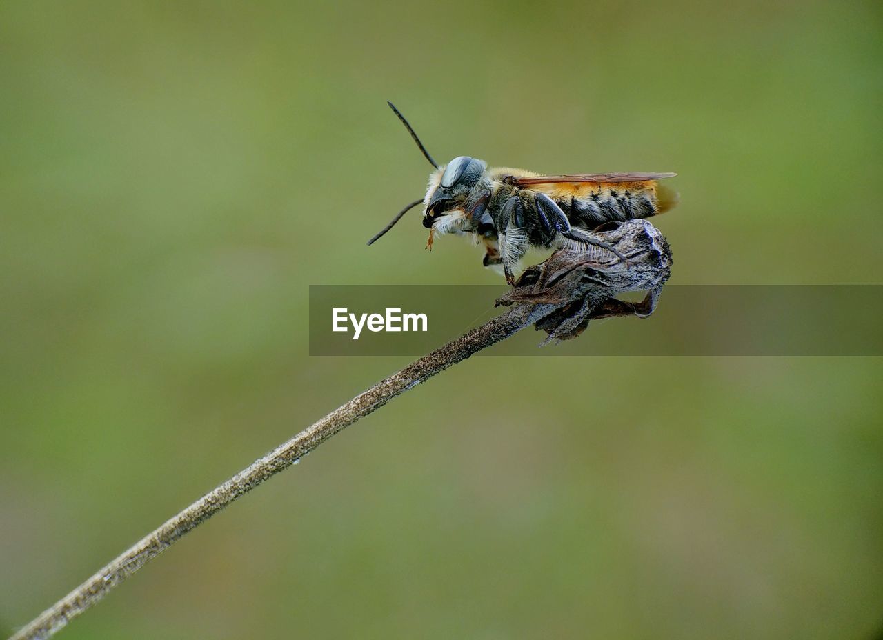 CLOSE-UP OF GRASSHOPPER