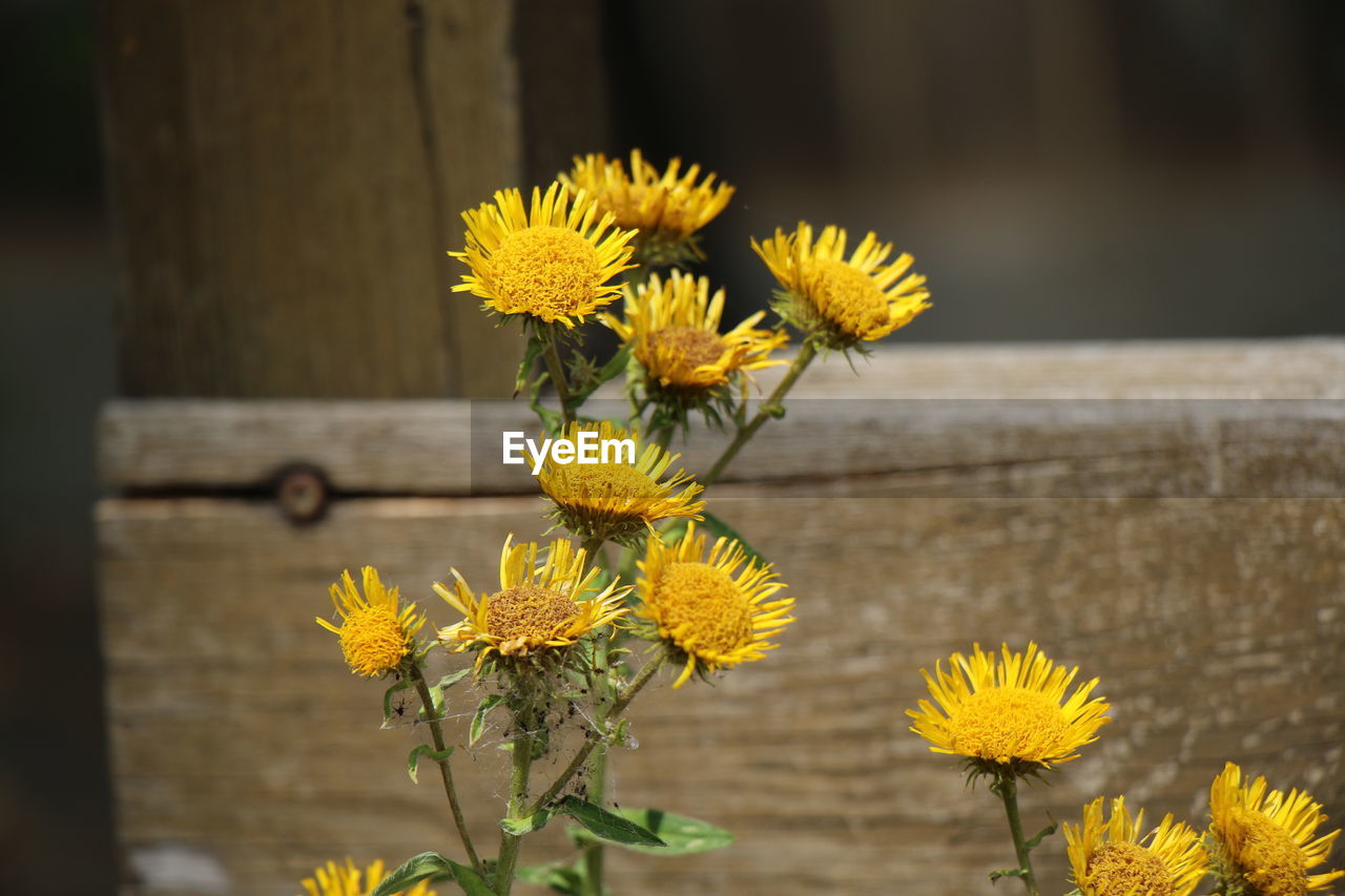 Close-up of yellow flowering plant