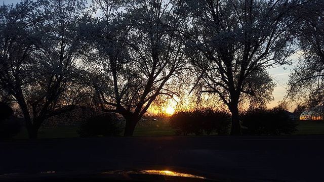 SUNSET OVER TREES