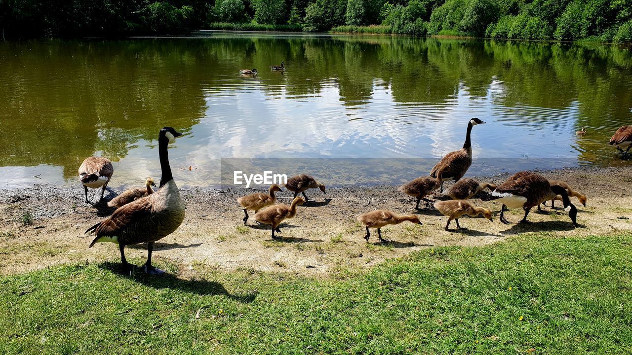 FLOCK OF DUCKS IN LAKE