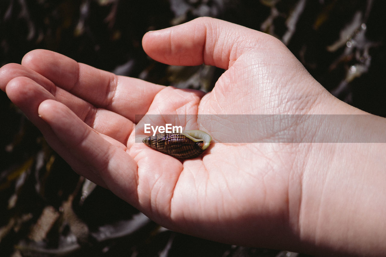 CLOSE-UP OF HAND HOLDING SMALL CRAB