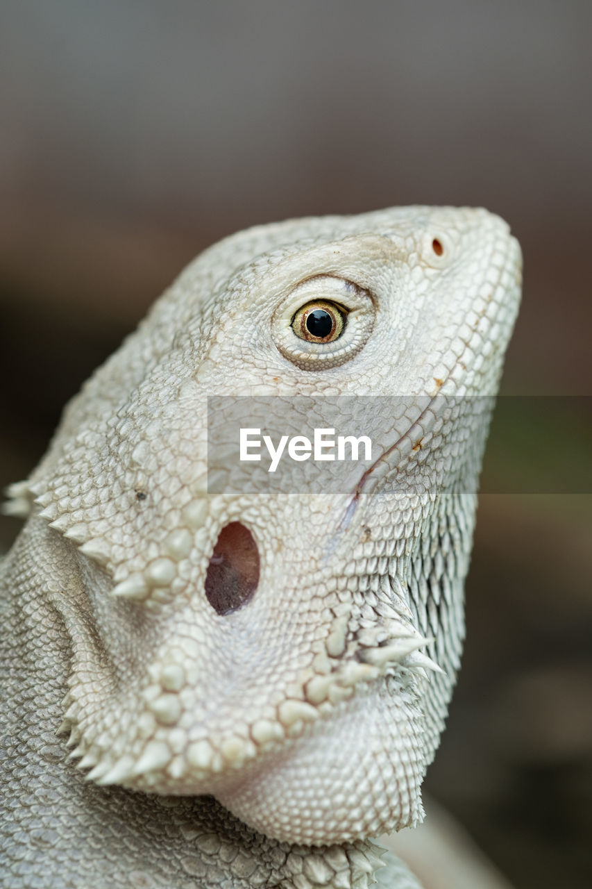 animal themes, animal, one animal, close-up, lizard, reptile, animal wildlife, animal body part, macro photography, animal head, portrait, no people, wildlife, focus on foreground, dragon lizard, iguana, animal scale, pet