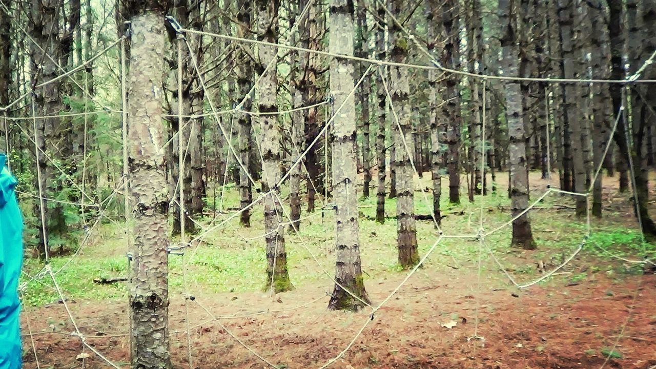 Trees in forest