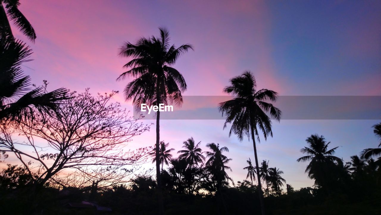 LOW ANGLE VIEW OF SILHOUETTE TREES AGAINST SKY DURING SUNSET