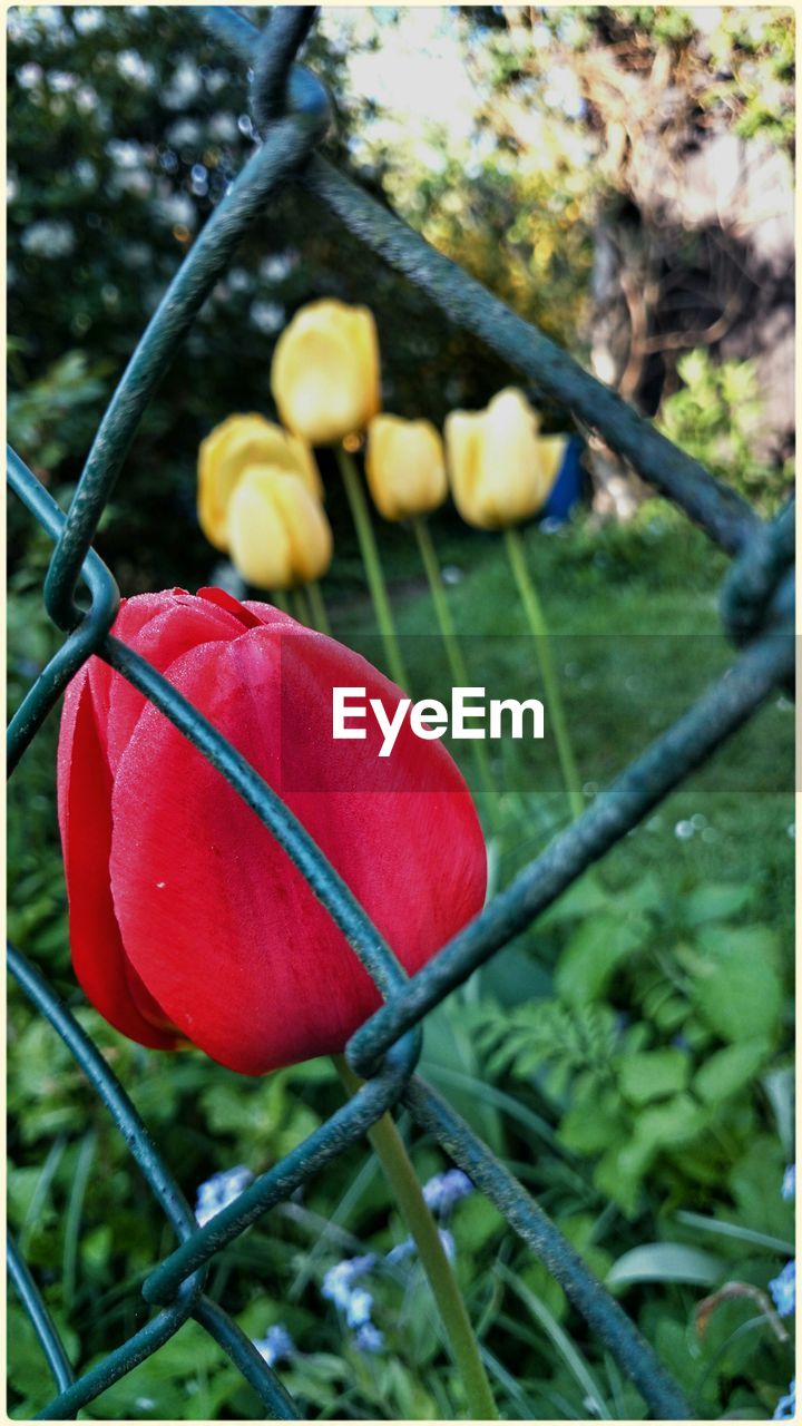 Close-up of tulip flowers in garden