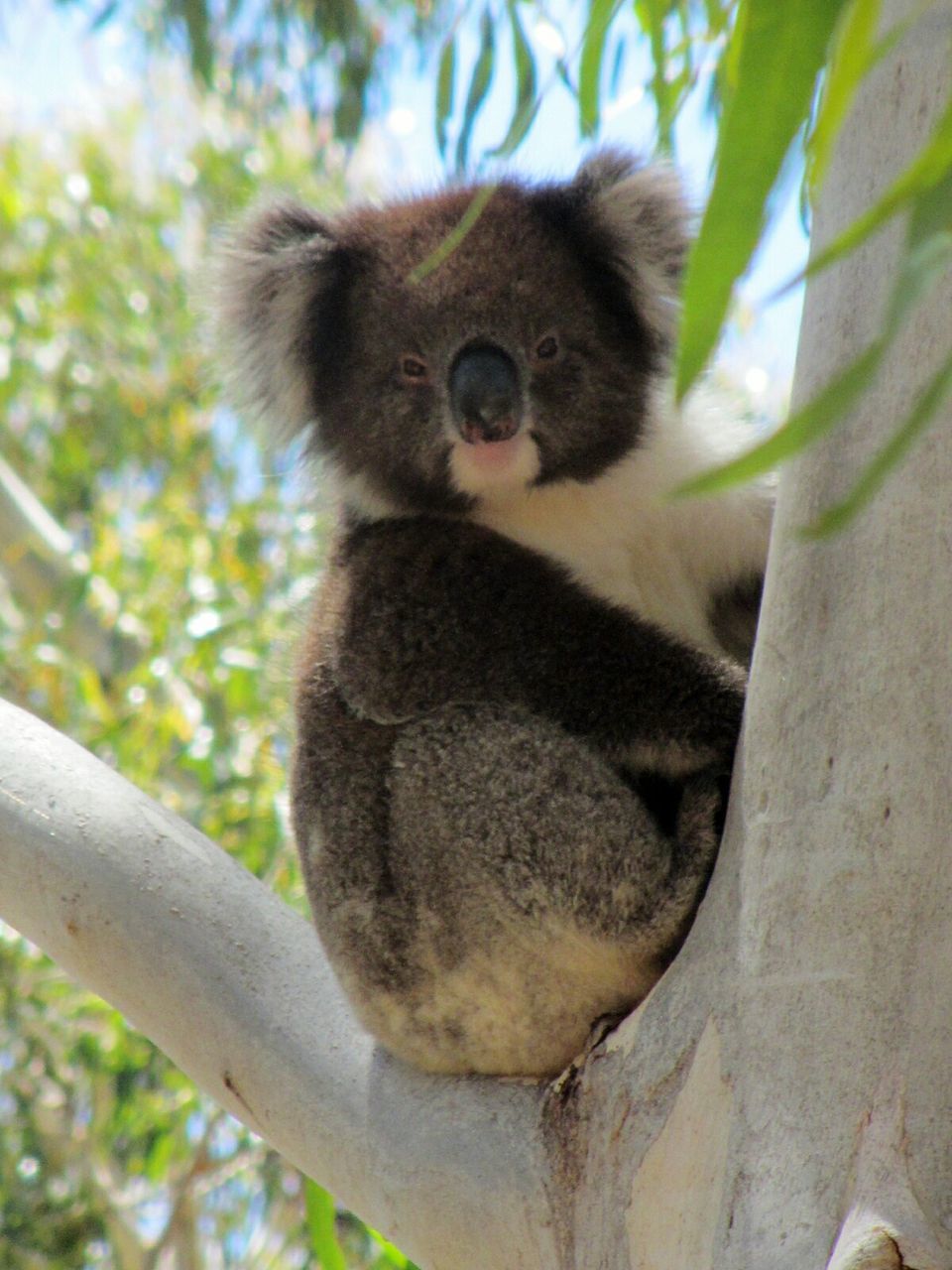 Portrait of koala sitting on tree