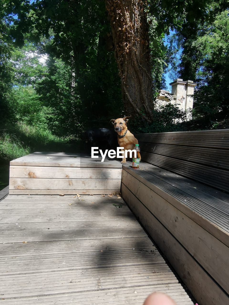 PORTRAIT OF DOG BY TREE ON STAIRCASE