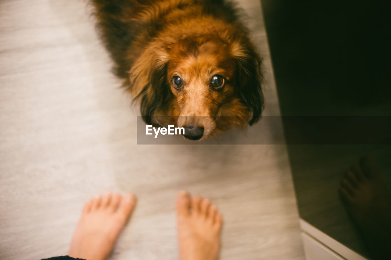 LOW SECTION OF PERSON DOG ON FLOOR