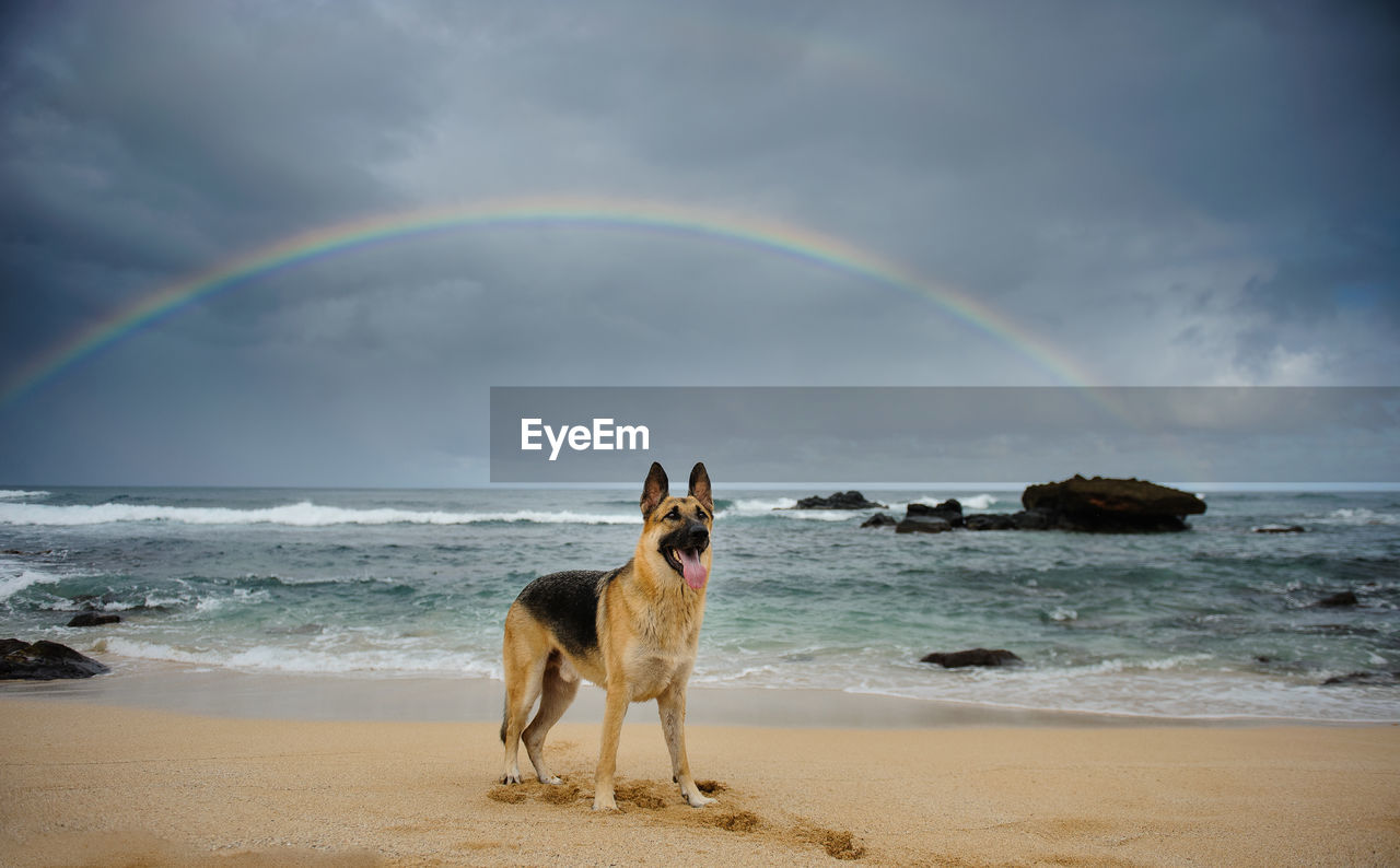 German shepherd sticking out tongue at beach against rainbow