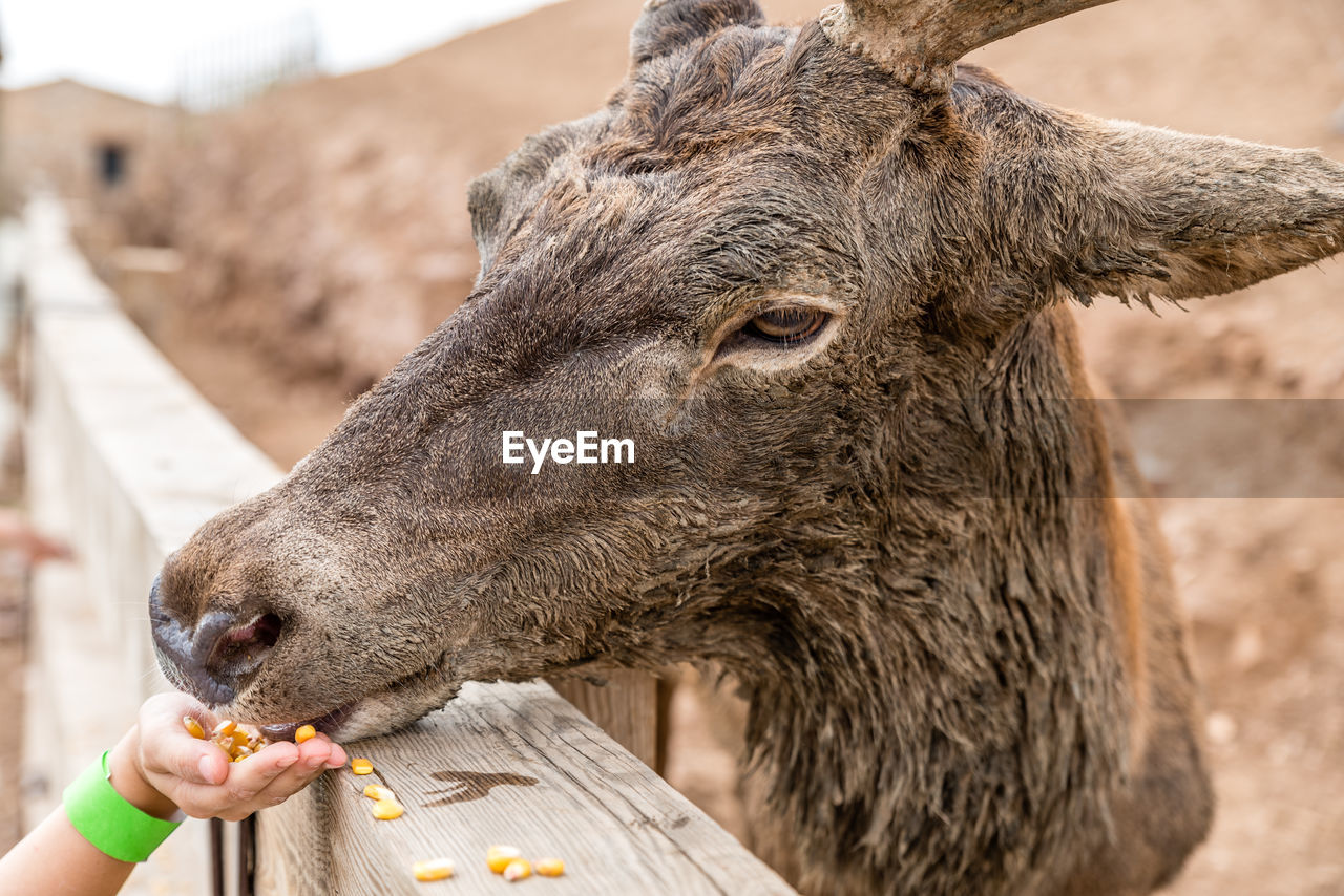 Cropped hand of child feeding goat by fence