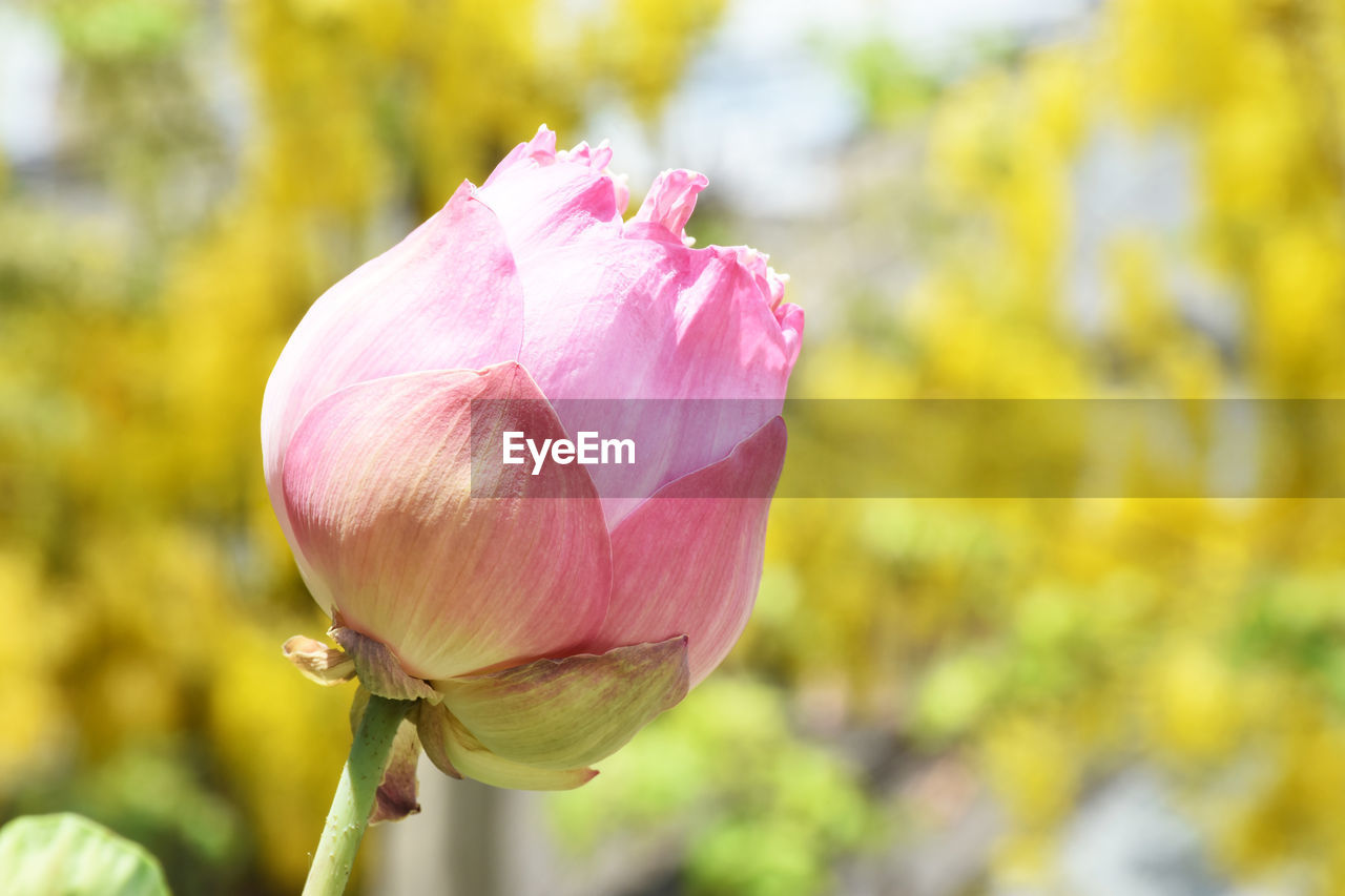 Pink lotus flower on blurred yellow background, important flower of buddhism.