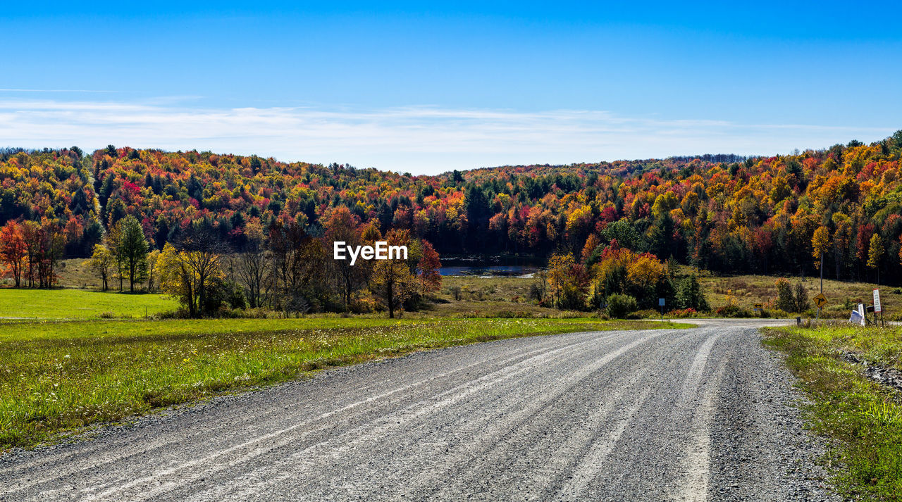 Road passing through forest