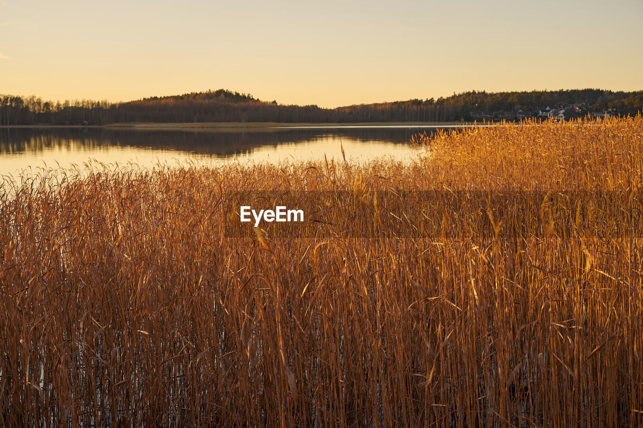 SCENIC VIEW OF LANDSCAPE AGAINST CLEAR SKY
