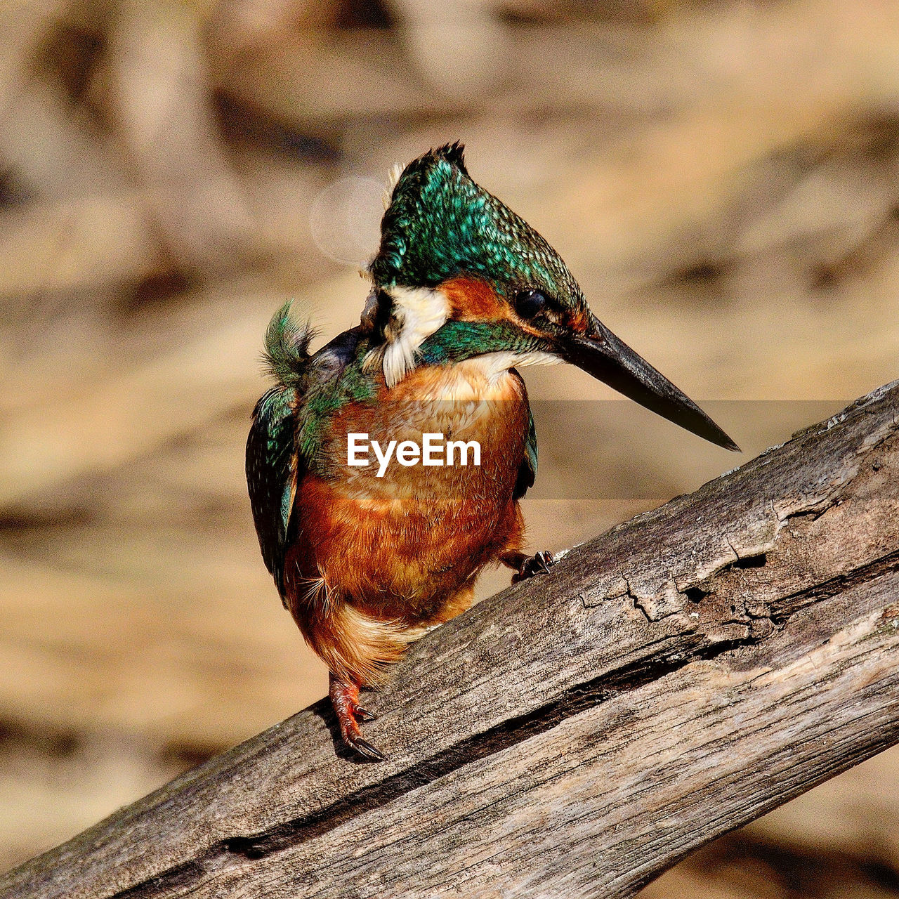 CLOSE-UP OF A BIRD PERCHING ON WOOD