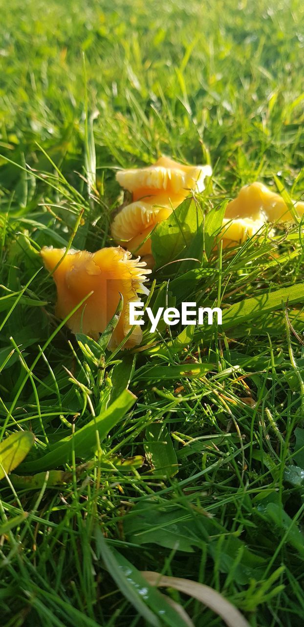 CLOSE-UP OF YELLOW FLOWER ON FIELD