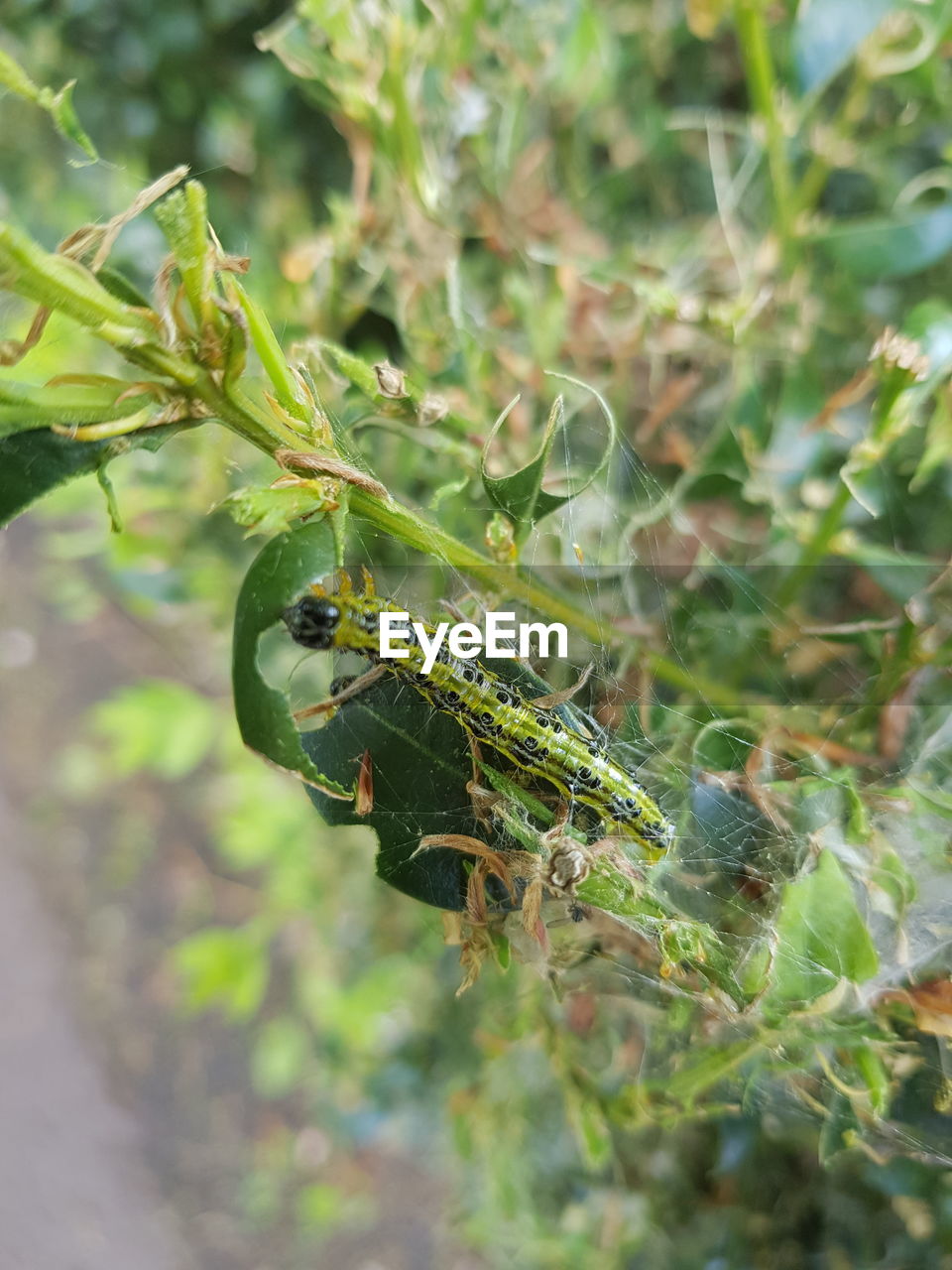 CLOSE-UP OF GRASSHOPPER