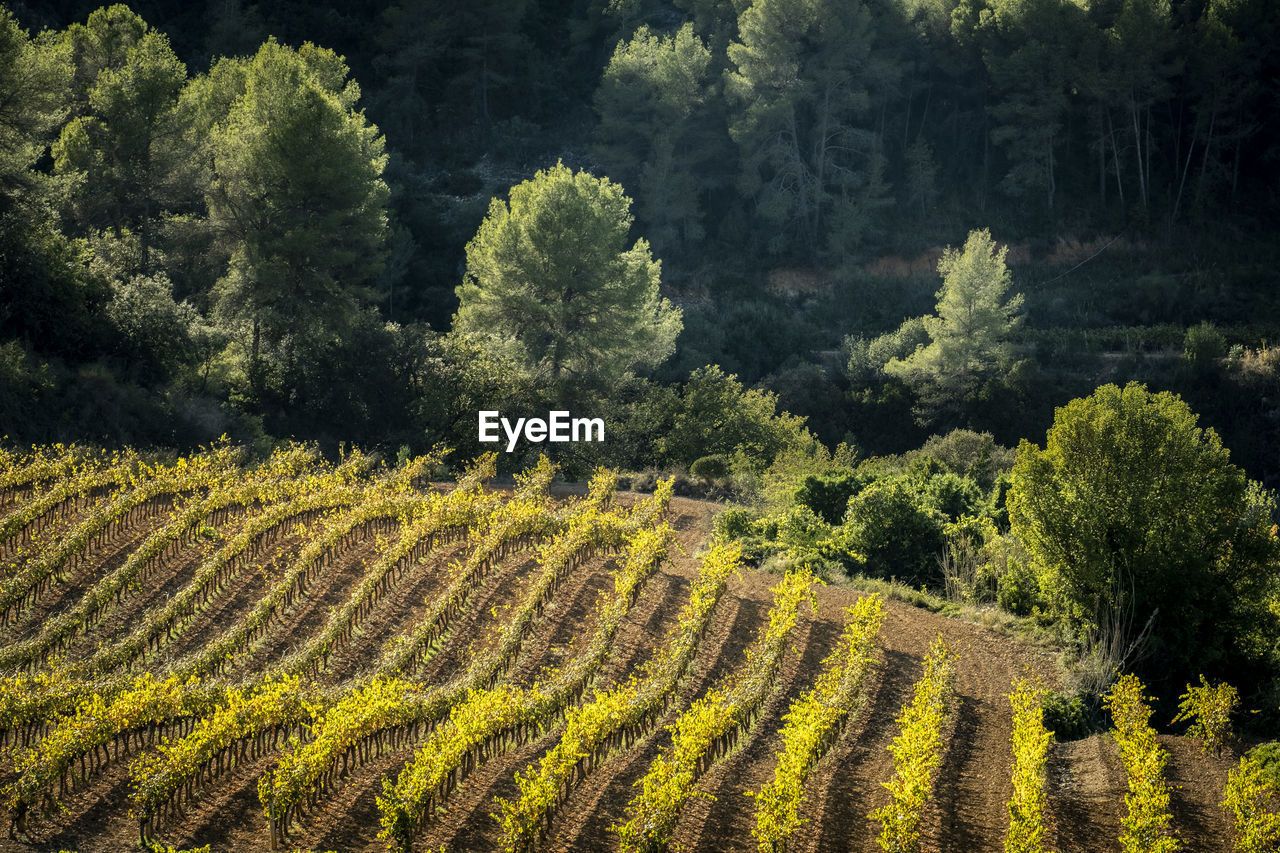 Landscape of vineyards during autumn in the wine-producing area of denomination of origin penedes 