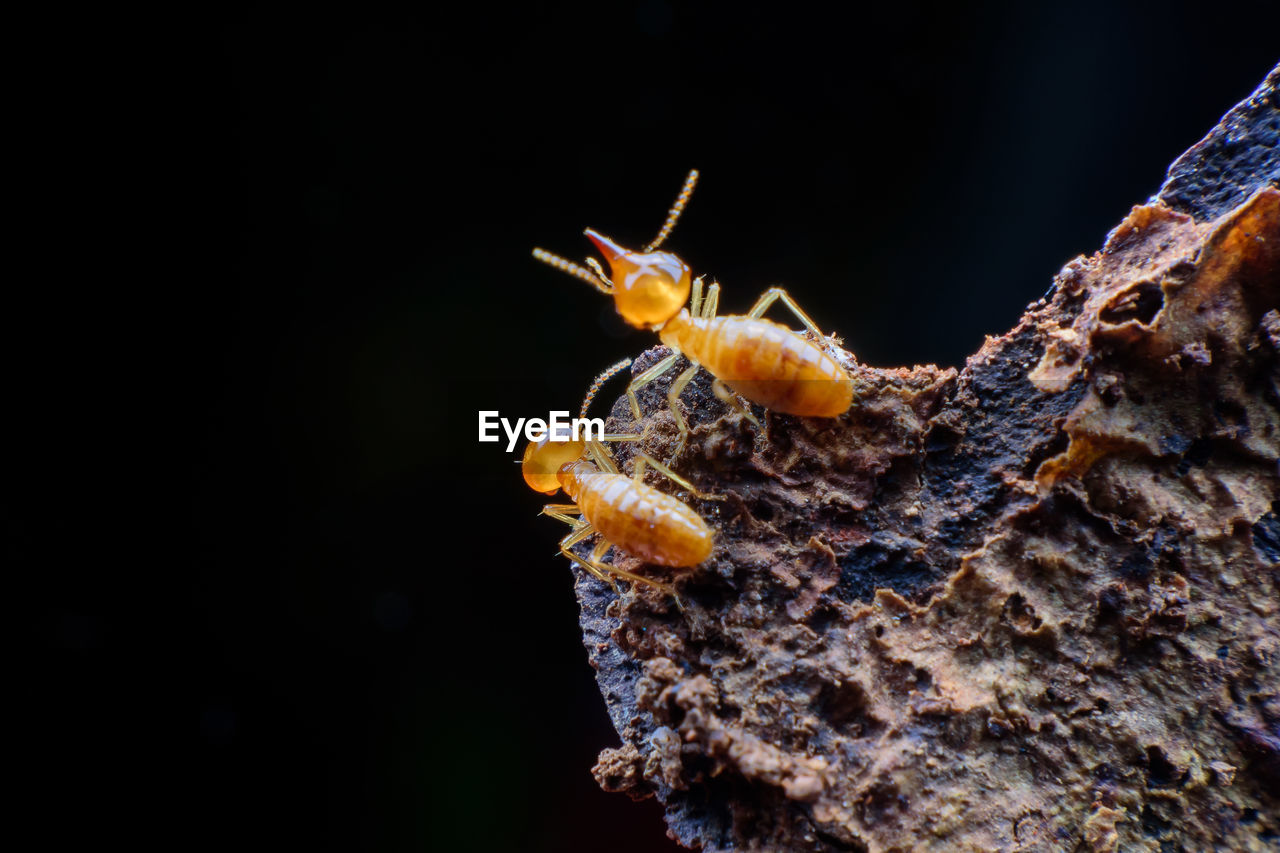 CLOSE-UP OF CATERPILLAR ON ROCK