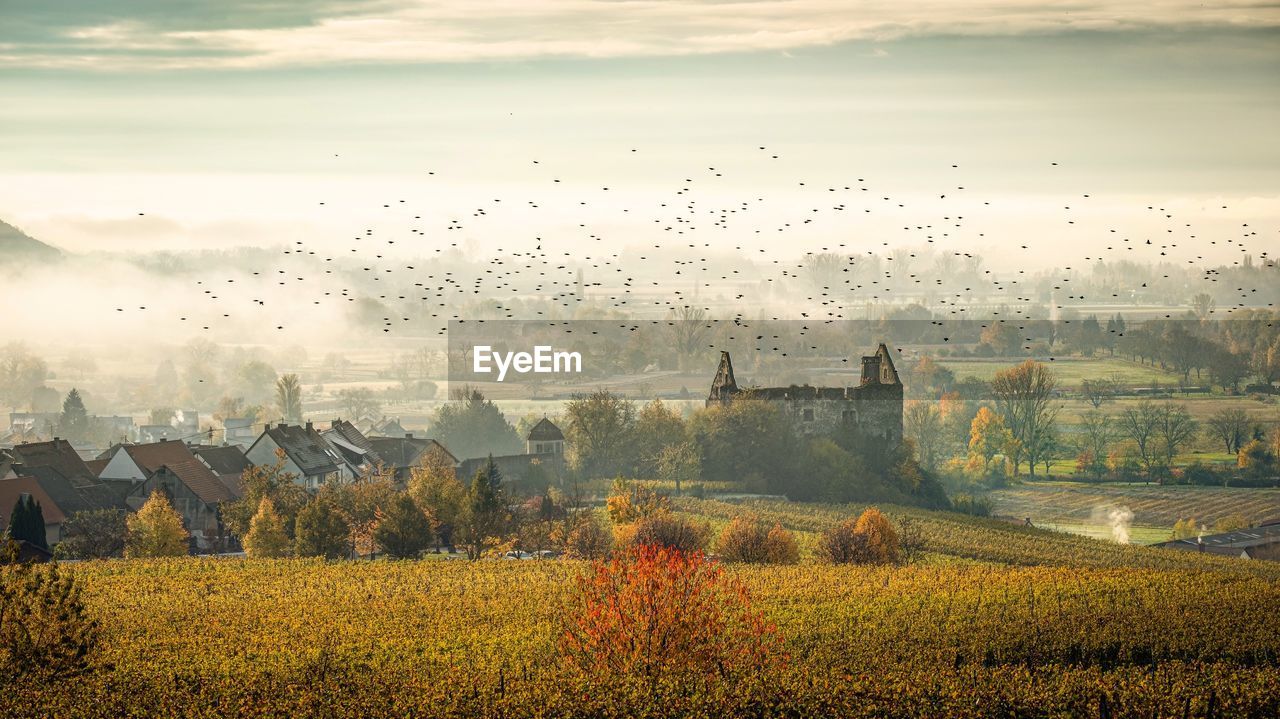 FLOCK OF BIRDS ON FIELD AGAINST SKY