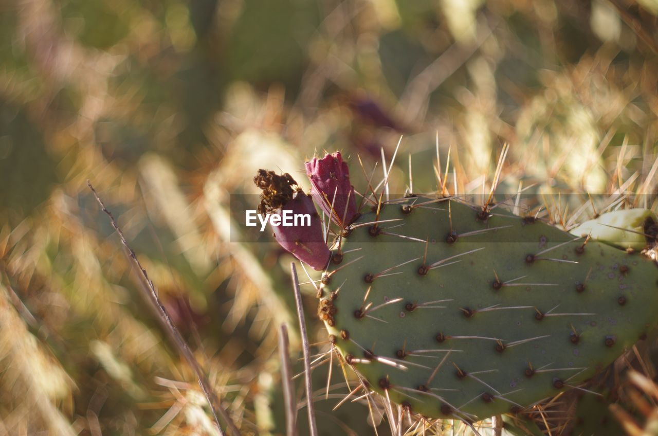 Close-up of prickly pear cactus growing on field