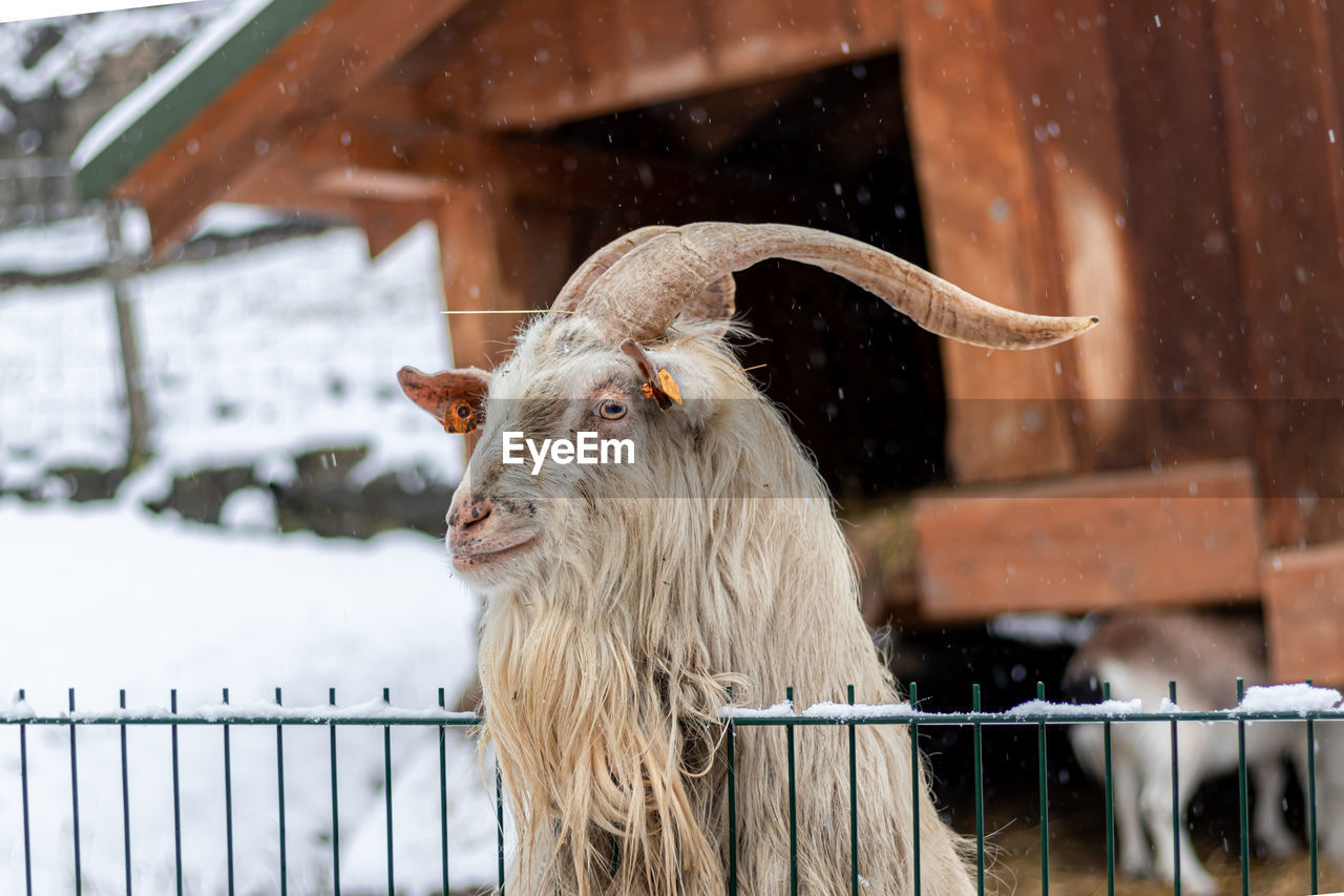 SHEEP IN A FENCE