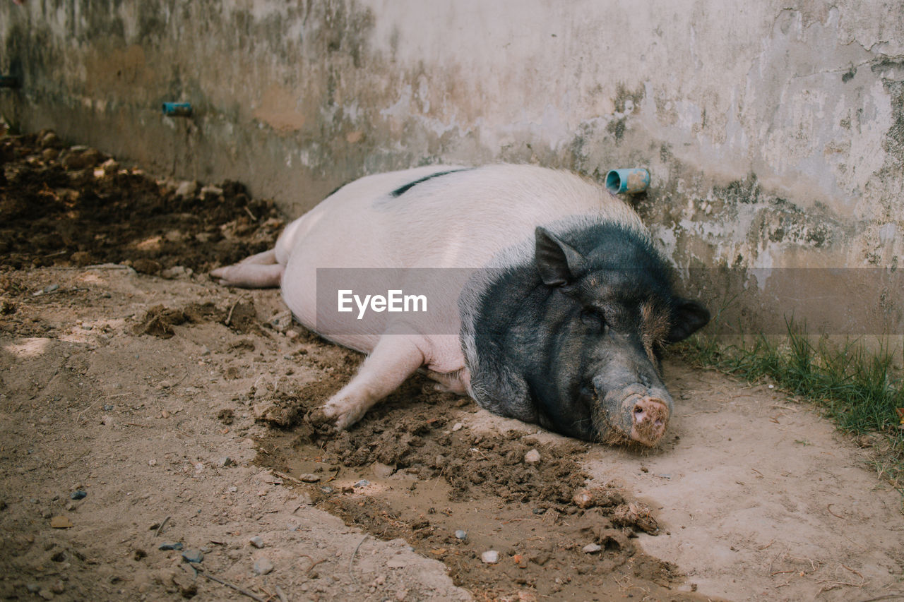 Closeup of sleeping pig in the mud