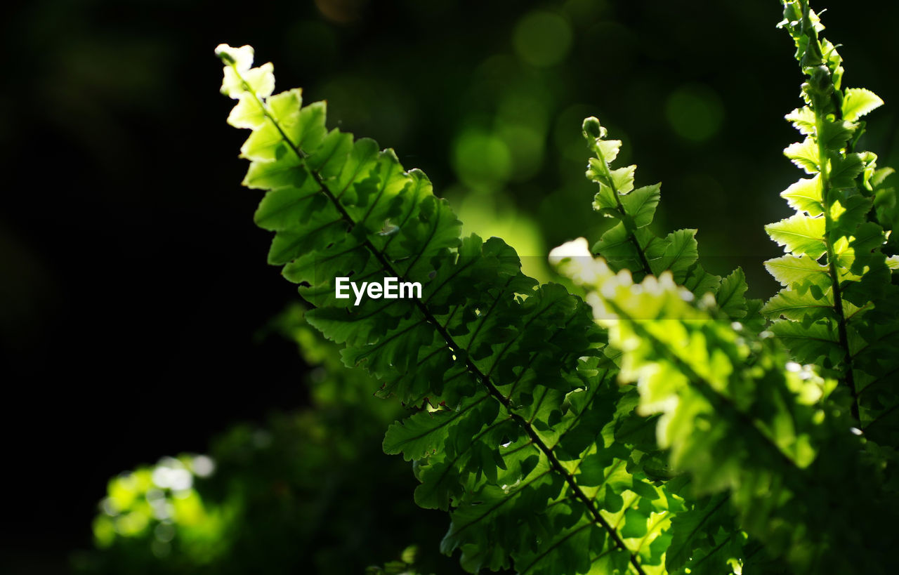 Close-up of leaves