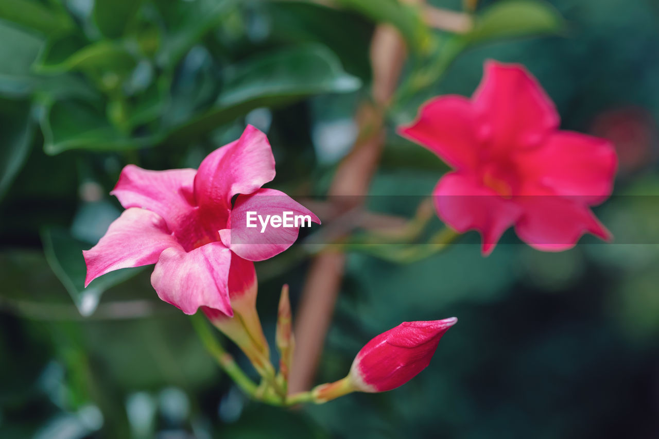 CLOSE-UP OF PINK ROSE FLOWER