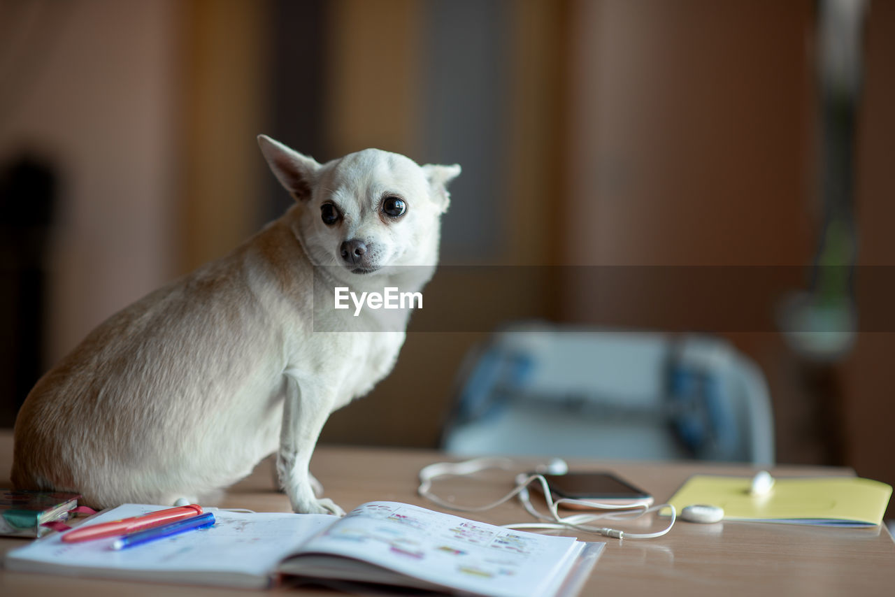 Portrait of dog sitting on table at home