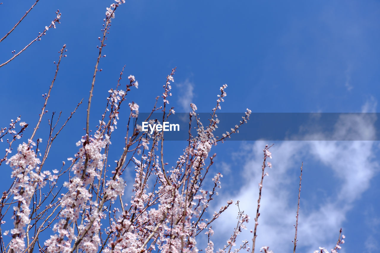 Low angle view of flowering plants against blue sky