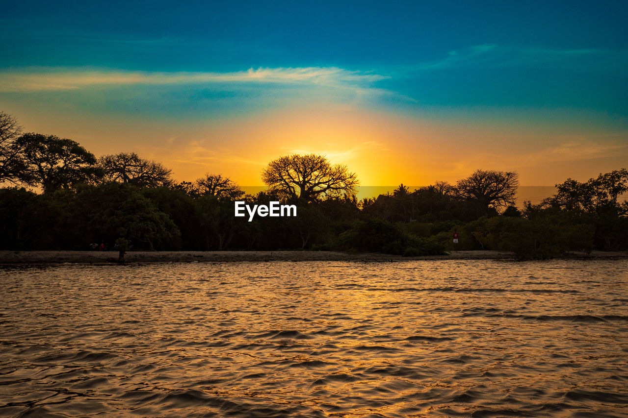 Mangrove trees at sunset on the meandering estuary of the kongo river in diani beach, kenya