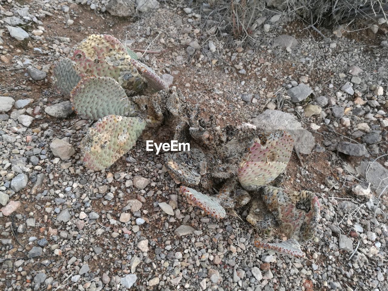 STONES ON PEBBLES